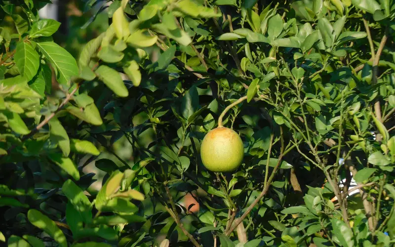 An Unripe Gaagar in Bihar